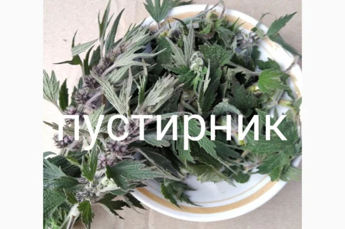 Пустирник- фото № 1