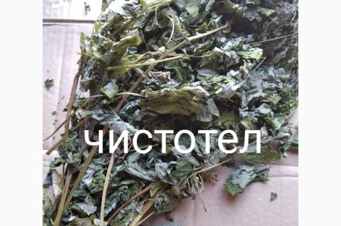 Чистотел- фото № 1