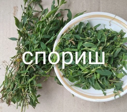 Спориш. Спориш- фото № 1