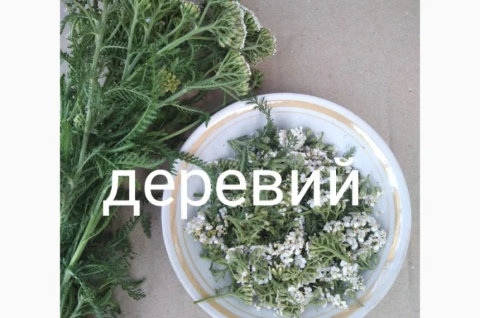 Деревій- фото № 1