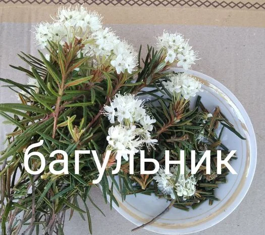 Багно. Багно- фото № 1