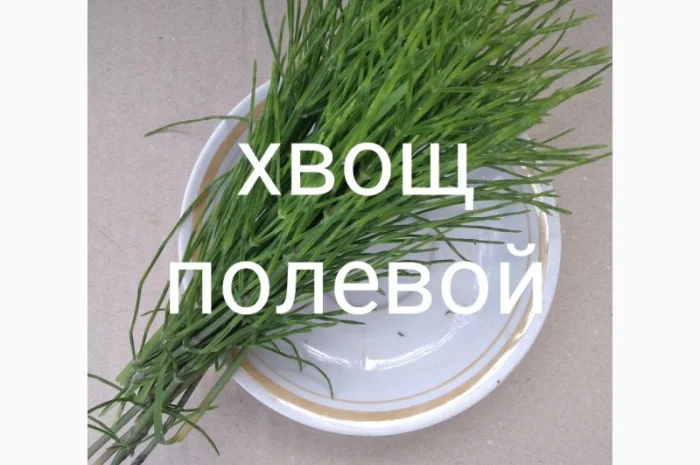 Хвощ польвий- фото № 1