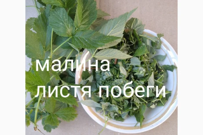 Малина листя побеги- фото № 1