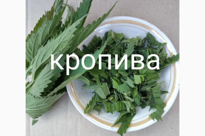 Кропива- фото № 1