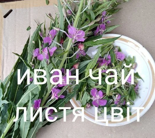 Іван чай- фото № 1