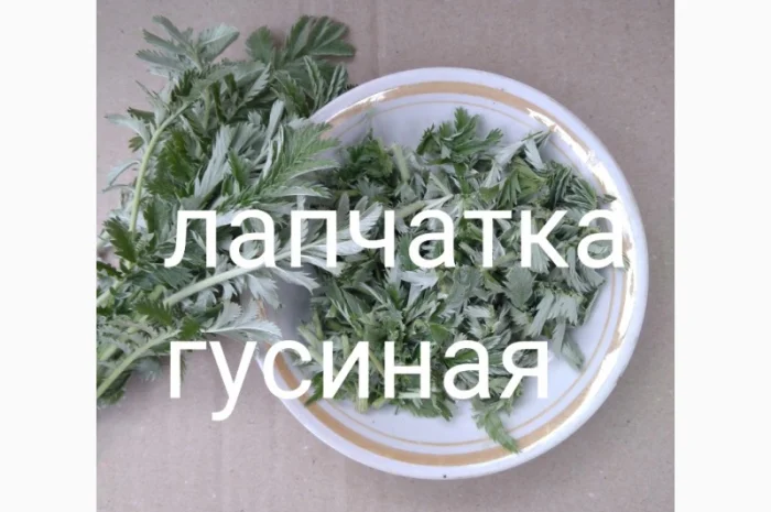 Лапчатка гусиная- фото № 1