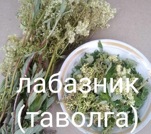 Таволга- фото № 1