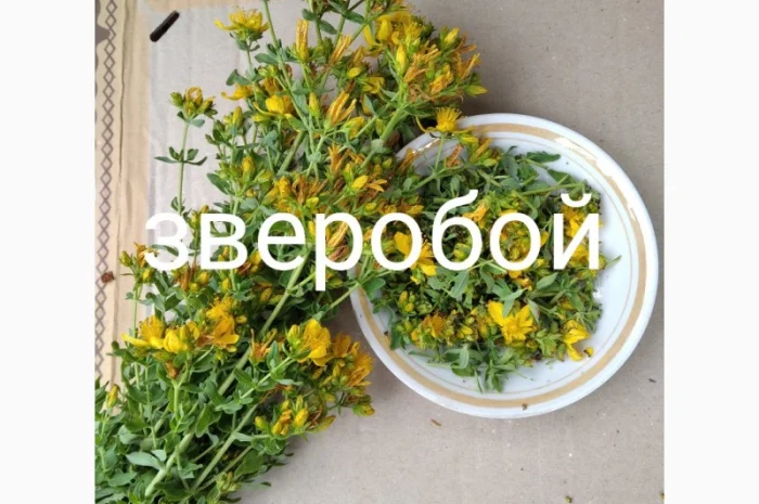 Звіробій- фото № 1
