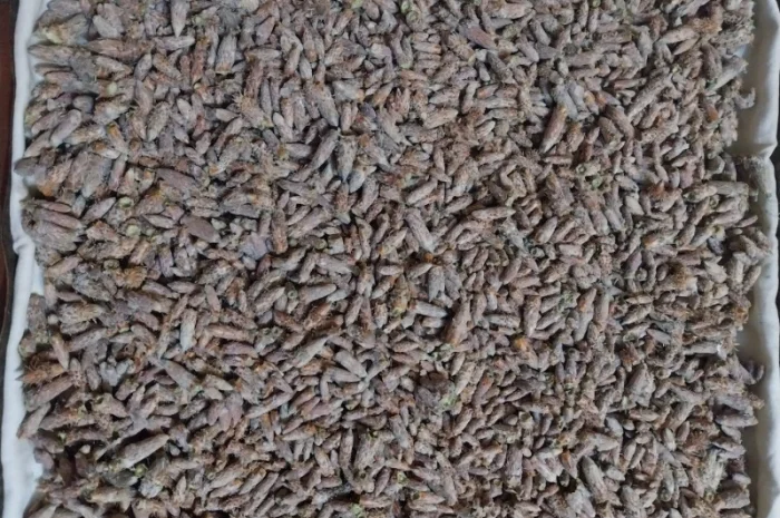 Продам бруньку сосни суху- фото № 1