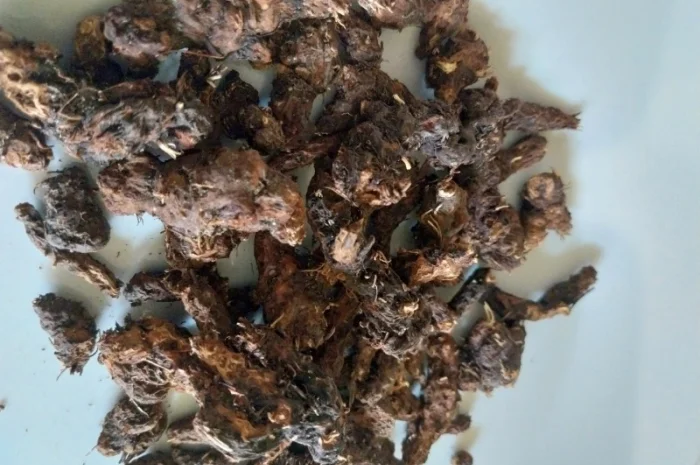 Корінь калгану- фото № 1