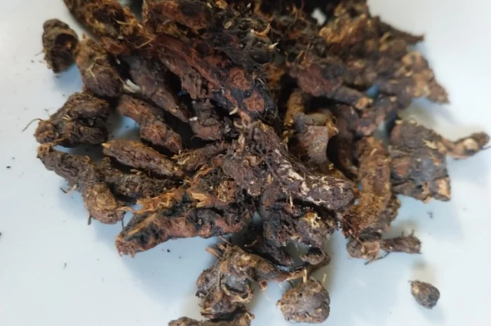 Корінь калгану- фото № 2