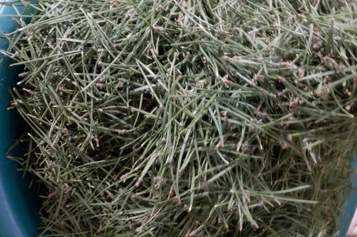 Хвоя сосни з Карпат- фото № 1