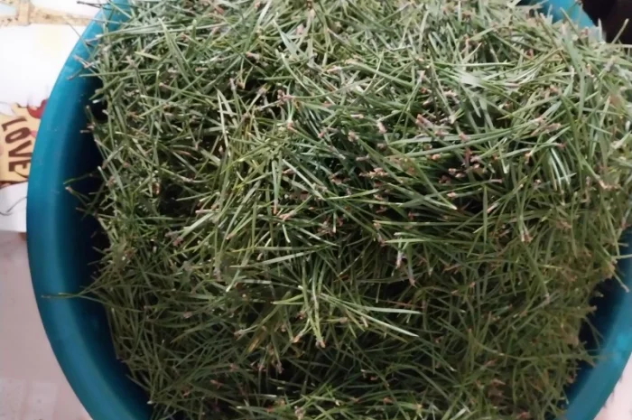 Хвоя сосни з Карпат- фото № 2