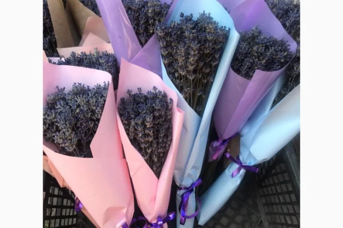 Саджанці та букети лаванди- фото № 1