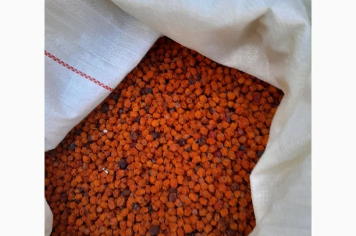 Куплю ягоди горобини червоної сирої і сухої- фото № 1