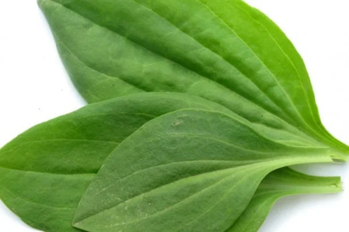 Куплю лист подорожник- фото № 1