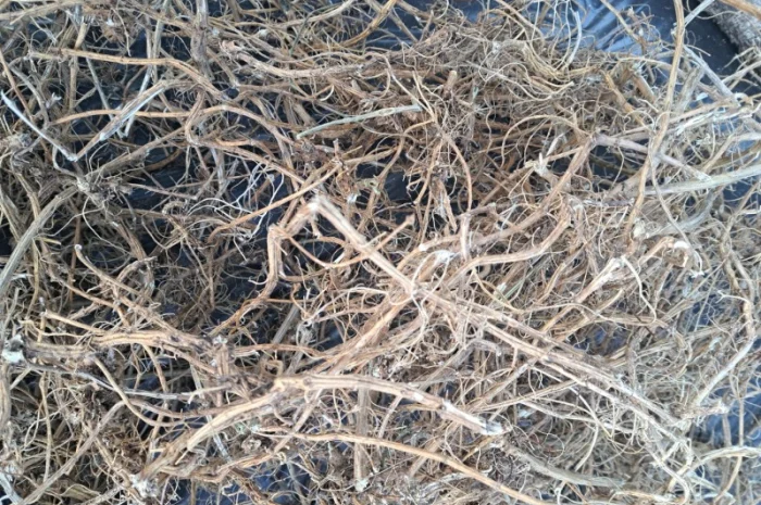 Купую корінь кропиви- фото № 1