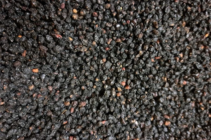 Куплю ягоди бузини 2024р- фото № 1