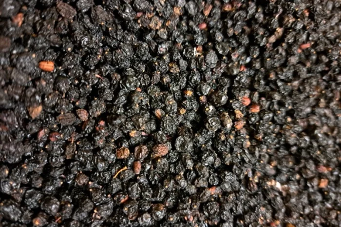 Куплю ягоди бузини 2024р- фото № 3