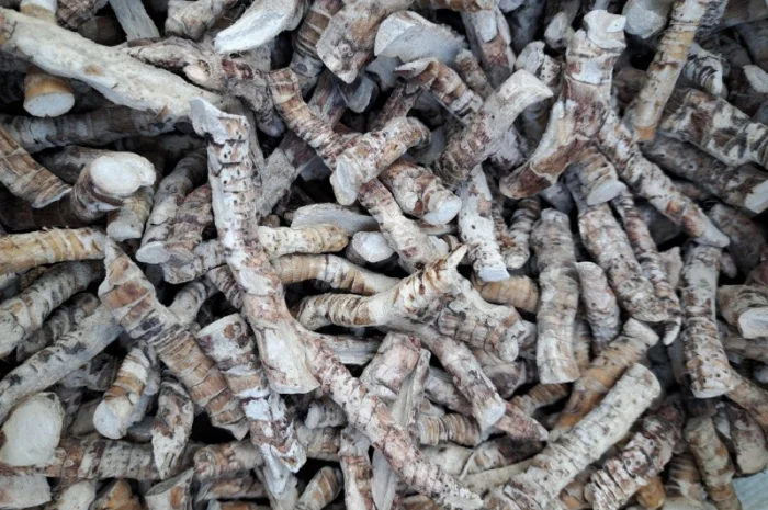 Куплю корінь аіра- фото № 1