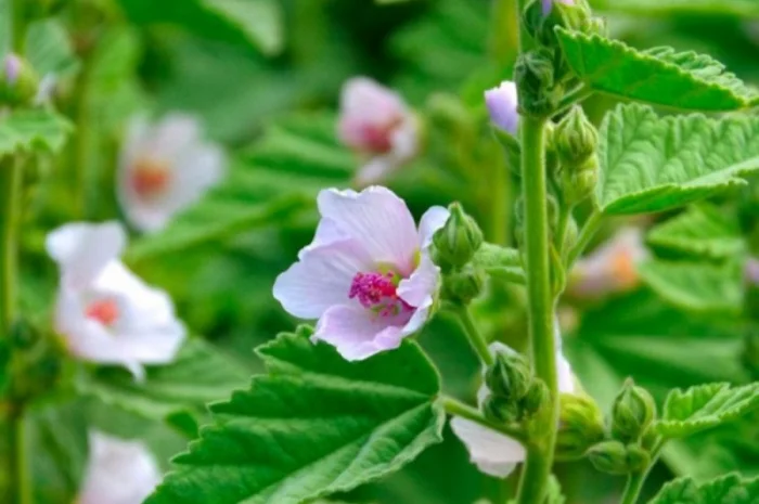 Куплю корінь алтея- фото № 2