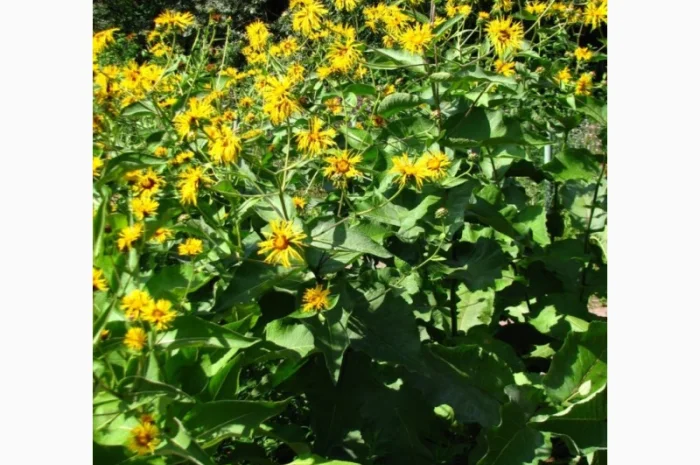 Куплю корінь девясилу- фото № 2