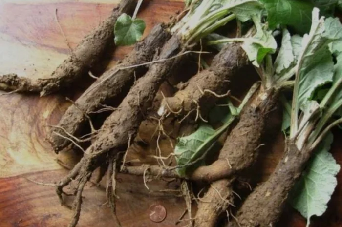 Куплю корінь лопуха- фото № 1