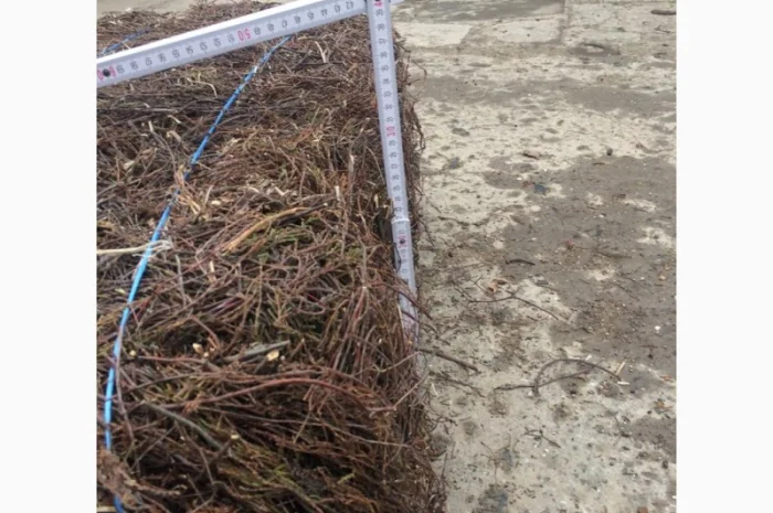 Куплю гілки вереса оптом- фото № 2