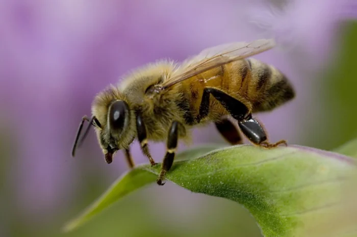 Соберу под заказ лекарственые травы- фото № 1