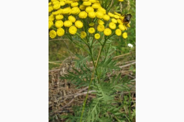 Закупаем по украине лекарственое сырье, травы, корни, соцветия- фото № 1