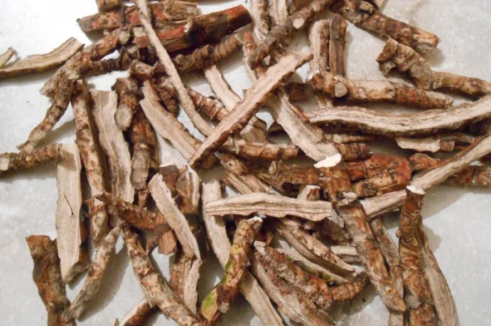 Закупаем корни одуванчика, лопуха, Аира и калгана в сухом виде- фото № 1