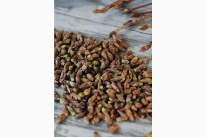 Закупаем сухую почку березы и сосны.Купим лекарственые травы и корни- фото № 1