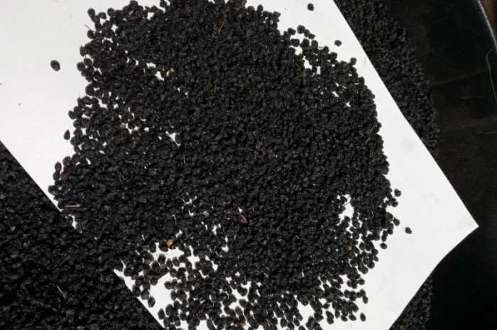 Закупаем сухую ягоду бузины, красную рябину, шиповник.хорошая цена, наличными, самовывоз- фото № 1