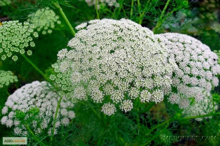 Продам эхинацею, мелиссу, котовник, календула- фото № 5