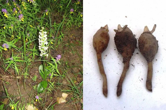 Калган і любка двулиста, витяжка, повишає лікує потенцію- фото № 1