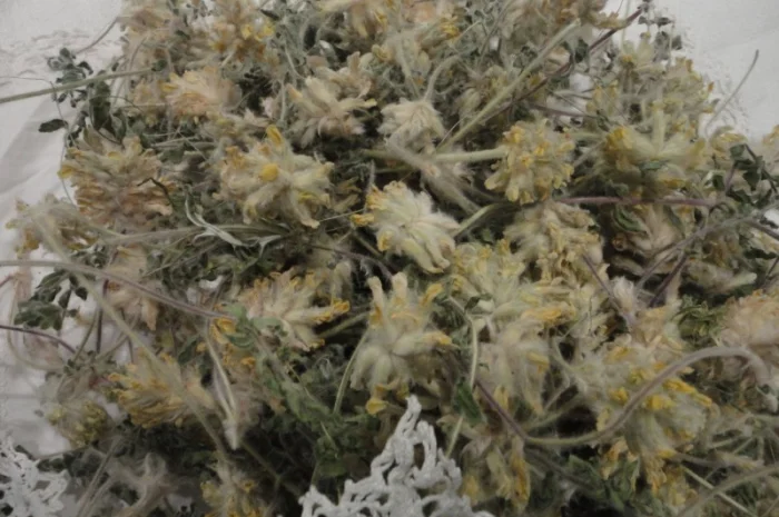 Астрагал пушистоквітковий 50 грамм 30 грн- фото № 1