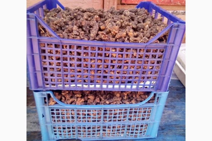 Калгана сухой 2024 100 грамм 70грн- фото № 1