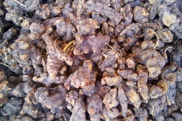 Калгана сухой 2024 100 грамм 70грн- фото № 2