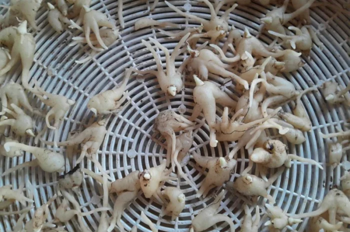 Зозулинець, ятришнік чоловічий 400 грн 50 грамм- фото № 1