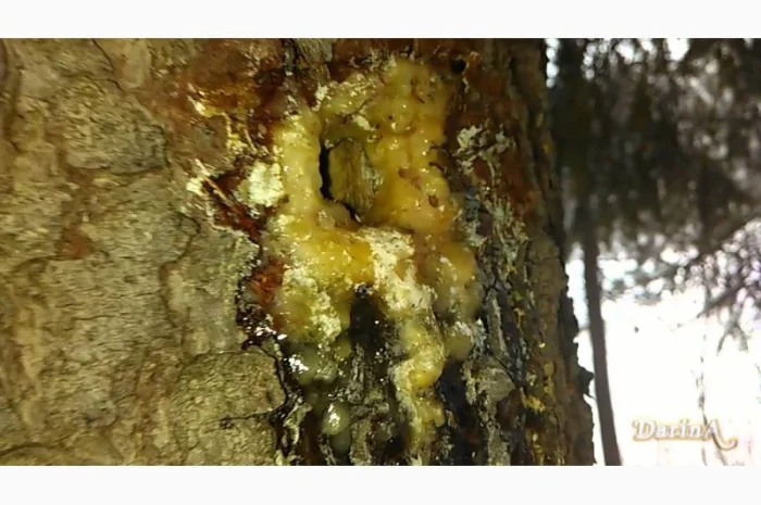 Продам живицу еловую сухую 100 грамм 70 грн- фото № 1