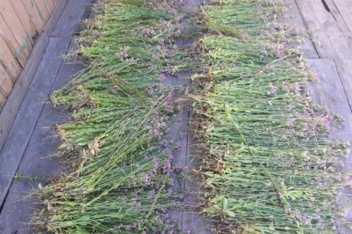 Золототисячник- фото № 1