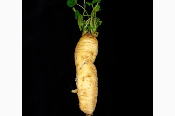 Переступінь корінь настоянка 100грн 200 грамм- фото № 2