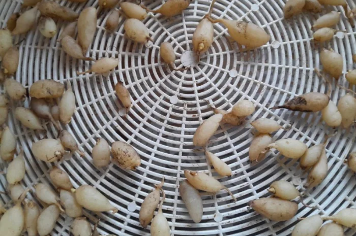 Зозулинецьлюбка двулиста 600 грн 50 грамм- фото № 1