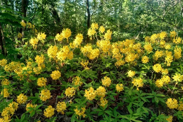 Рододедрон жовтий, Азалія цвіт, 400 грн 50 грамм- фото № 1