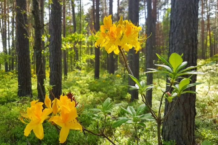 Рододедрон жовтий, лист 50 грамм 550 грн- фото № 1