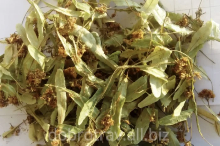 Продам сушений цвіт липи- фото № 1