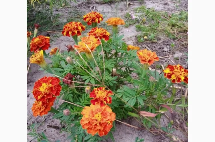 Продам квіти корзинки чорнобривців сухі- фото № 1