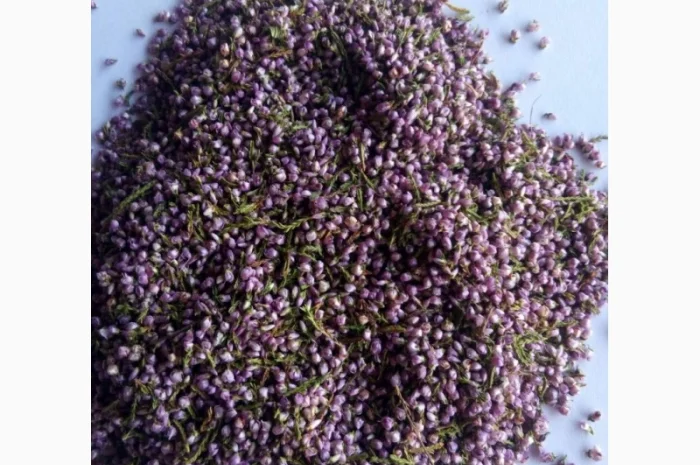 Куплю цвіт вересу- фото № 1