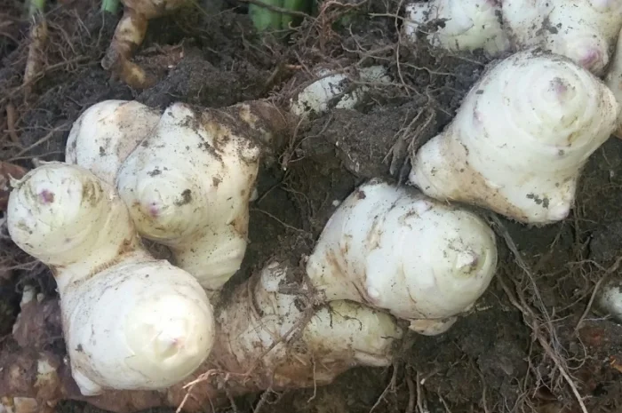 Продам топинамбур(земляная груша)- фото № 1