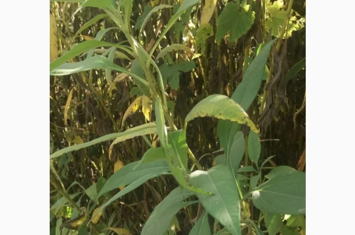 Продам топинамбур(земляная груша)- фото № 2